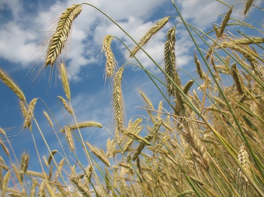 Exportatorii ucraineni de cereale nu au repatriat venituri de trei miliarde de dolari 