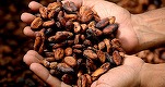 Prețurile la cacao s-au dublat de la începutul anului