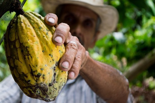 Tona de cacao a ajuns la un preț record, afectându-i pe producătorii de ciocolată și dulciuri