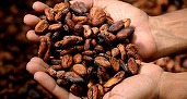 Prețurile la cacao sunt în cădere liberă pe fondul prognozelor de ploi în principalele țări producătoare