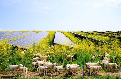 Firmele din sectorul agro-alimentar pot aplica la finanțări nerambursabile pentru a investi în surse regenerabile de luni 20 noiembrie