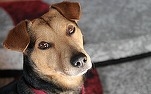 Zooland.ro - De ce câinii își înclină capul când le vorbești