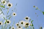 Casa-gradina.ro - FOTO Plante care rezistă cu succes verilor tot mai calde din România