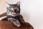 Zooland.ro - De ce vrem pisici ca animale de companie, de fapt. Arheologii au elucidat misterul vechi de mii de ani