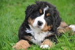 Zooland.ro - De ce își feresc câinii capul când sunt mângâiați?