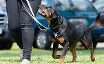 Zooland.ro - Rase de câini greu de dresat: ce trebuie să știi înainte să adopți unul. Tips & Tricks