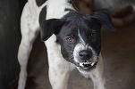 Zooland.ro - 5 lucruri pe care ar trebui să le știm despre câinii agresivi și anxioși