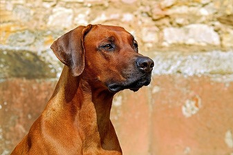 Zooland.ro - Explicația unui gest canin ciudat: De ce strănută câinii când se joacă?