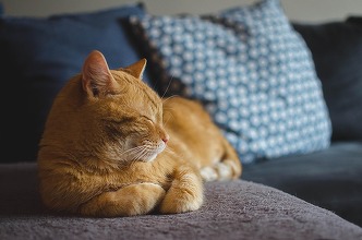 Zooland.ro - Cele mai jucăușe pisici care pot înlocui cu succes câinii