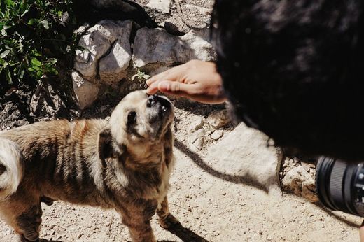 Zooland.ro - Animalele de companie pot alunga singurătatea. Cercetătorii avertizează însă asupra unei capcane