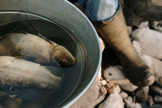 Caloria.ro - Mercurul din anumite specii de pește. Ce să alegi și cum îți poți reduce expunerea la acest metal toxic