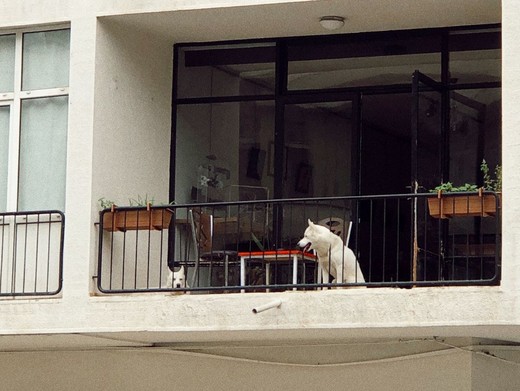 Bucuresti.ro - Câte animale de companie poți ține într-un apartament la bloc
