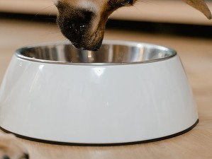 Zooland.ro - Cât de des trebuie spălate bolurile animalelor de companie