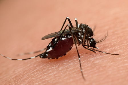 Institutul Cantacuzino: Ţânţarul vector pentru transmiterea Zika a fost identificat în septembrie în zona Bucureştiului