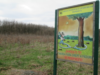 Romsilva îşi propune să împădurească 6.000 de hectare în 2016