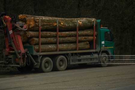 Raport favorabil în Senat la iniţiativa privind confiscarea mijlocului auto care transportă ilegal material lemnos
