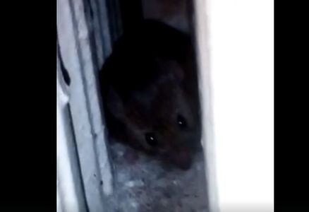 Pacienţi de la Spitalul de Pneumoftiziologie Aiud reclamă că sunt şoareci şi în secţia în care au fost mutaţi - VIDEO