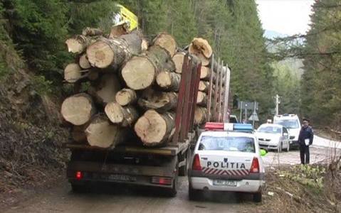 Guvernul a adoptat noi proceduri de urmărire a traseului materialului lemnos 