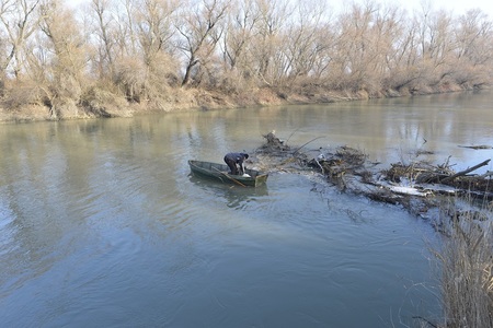 Galaţi: Lebădă rănită şi prinsă între crengi pe râul Prut, salvată de pompieri - FOTO
