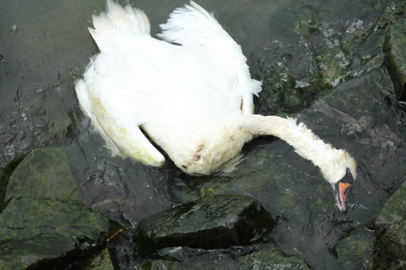 Iaşi: Gripa aviară, confirmată la o lebădă aflată pe albia râului Prut
