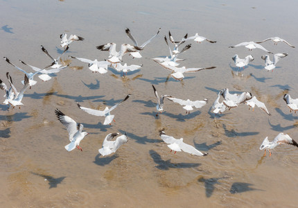 Pescăruşi găsiţi morţi pe malul lacului Griviţa din Capitală, depistaţi cu gripă aviară. Primăria Sector 1 a constituit celulă de criză