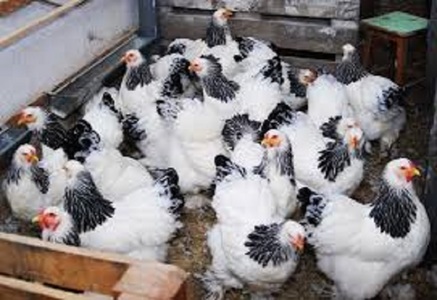 Zece păsări au murit în două gospodării din judeţul Constanţa; autorităţile suspectează un focar de gripă aviară