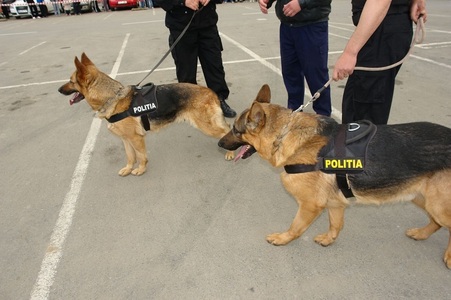 Trei câini poliţişti din Prahova, pensionaţi recent, scoşi la licitaţie pentru a treia oară; preţul  de pornire a scăzut de la 400 la 240 de lei