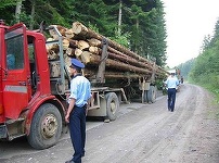 Holzindustrie Schweighofer, despre transportul de arbori oprit de jandarmi în Prahova: Buştenii au provenienţă legală, doar marcajele nu erau vizibile corespunzător. Se fac verificări