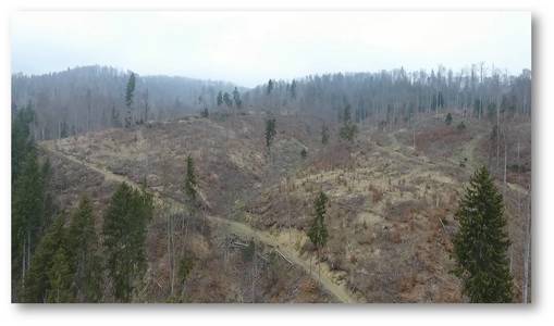 Aproape 14.000 de metri cubi de arbori tăiaţi ilegal, descoperiţi anul trecut de Garda Forestieră Ploieşti