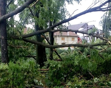 Bihor: Copaci rupţi de vânt şi acopetişuri avariate, în urma unei furtuni puternice
