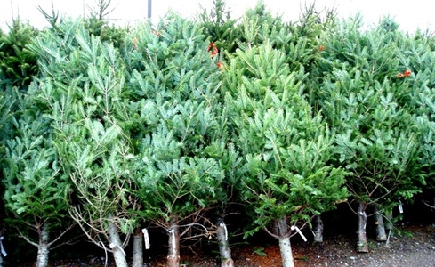 Pahonţu (Romsilva): Estimăm că vom vinde toţi cei 83.000 de pomi de Crăciun puşi în vânzare