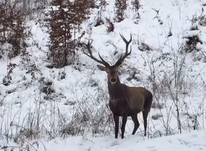 Patru cerbi, filmaţi într-o pădure din Caraş-Severin; animalele s-au oprit la câţiva metri de pădurari. VIDEO
