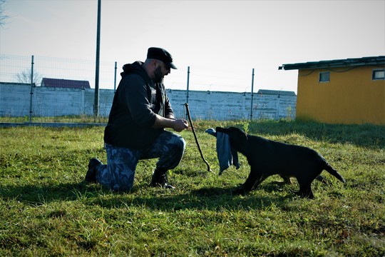 Gheorghe Laza, antrenând puii de câine la predresaj. Foto: Cristina Radu / News.ro