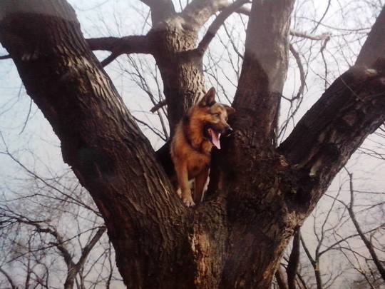 Dino. Foto: Arhivă personală Gheorghe Laza