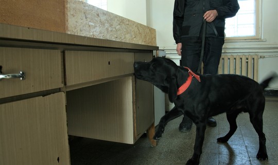 Labradorii patrulează de regulă în spaţiile închise, precum aerporturile. Foto: Cristina Radu / News.ro