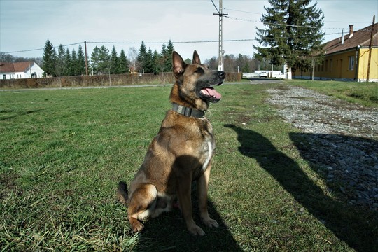 Max, aşteptându-şi recompensa. Foto: Cristina Radu / News.ro