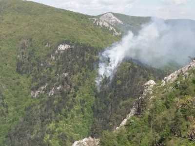Caraş- Severin: Incendiu de pădure în Parcul Naţional Domogled unde se află pinul negru, o specie protejată