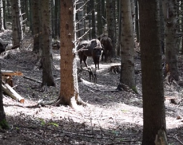 Imagini cu primul pui de zimbru fătat în această primăvară, publicate de Romsilva; acesta este al 13-lea pui de zimbru născut în libertate în Parcul Natural ”Vânători” Neamt. VIDEO