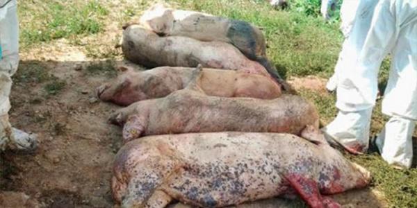 Constanţa: Peste 100 porci dintr-o gospodărie vor fi omorâţi din cauza pestei porcine africane
