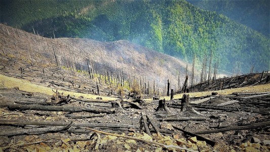 Romsilva: Numărul incendiilor din pădurile de stat administrate de regie a scăzut semnificativ în primul semestru, faţă de perioada similară a anului trecut