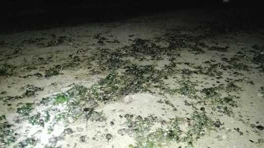 O porţiune de plajă din Mangalia a fost închisă fiind poluată cu hidrocarburi. Autorităţile au strâns aproape 12 tone de material poluant amestecat cu nisip