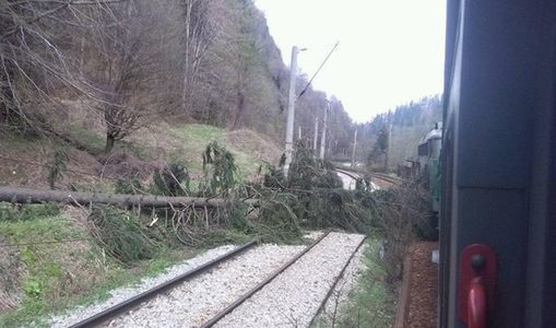Circulaţie feroviară întreruptă în judeţul Hunedoara, după ce un copac s-a prăbuşit peste calea ferată
