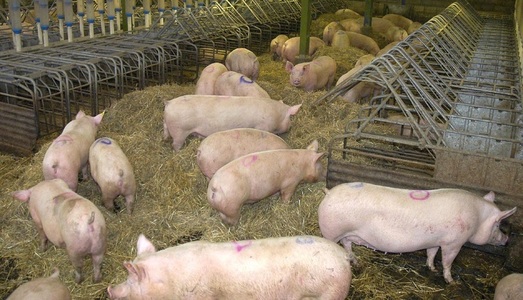 ANSVSA: Pesta porcină africană a fost confirmată la porcii din gospodării din Timiş şi Arad