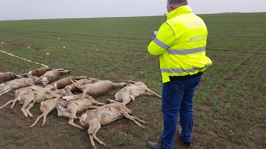 Amenzi de 70.000 de lei date unor ferme, după ce pe un câmp din Arad au fost găsite mai multe animale moarte
