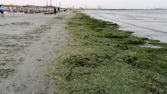 Peste 1.300 de tone de alge, strânse de pe plajele litoralului românesc în ultimele două săptămâni; de la începutul sezonului au fost strânse 6.300 de tone de alge