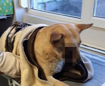UPDATE - Satu Mare - Nişte copii sunt suspecţii principali în cazul câinelui rănit la cap de o petardă/ Poliţia: Petarda nu i-a explodat în gură; rănile au fost provocate din exterior. Verificările continuă pentru găsirea celor vinovaţi