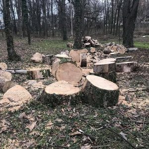 Costel Alexe: 63 de arbori din Parcul Herăstrău au fost tăiaţi fără avize de către Administraţia Domeniului Public Sector 1/ Instituţia, amendată cu 50.000 de lei şi obligată să replanteze