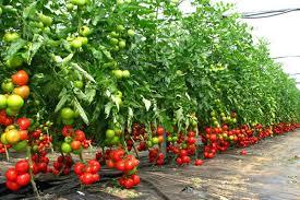 Ministerul Agriculturii: Programul de sprijin pentru tomate continuă şi în 2020, cu un buget de 187,5 milioane lei