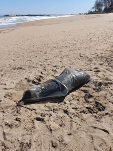 ONG Mare Nostrum a anunţat că 12 delfini au eşuat pe litoralul românesc în luna aprilie 