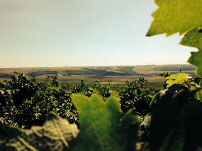 Comisia Europeană aprobă o nouă denumire de origine protejată pentru România, vinul „Adamclisi”, produs în Dobrogea